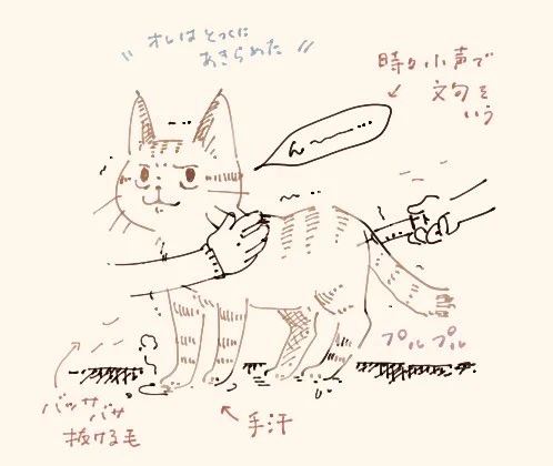 ネコの予防接種と健康診断に行ってきました。ビビリの内弁慶なので診察台に乗ると諦めて無抵抗に全てを受け入れ、帰り道ではニャゴニャゴ文句を垂れ、静かになったと思ったら8割方おしっこを漏らしています。今日は8割の方でした 