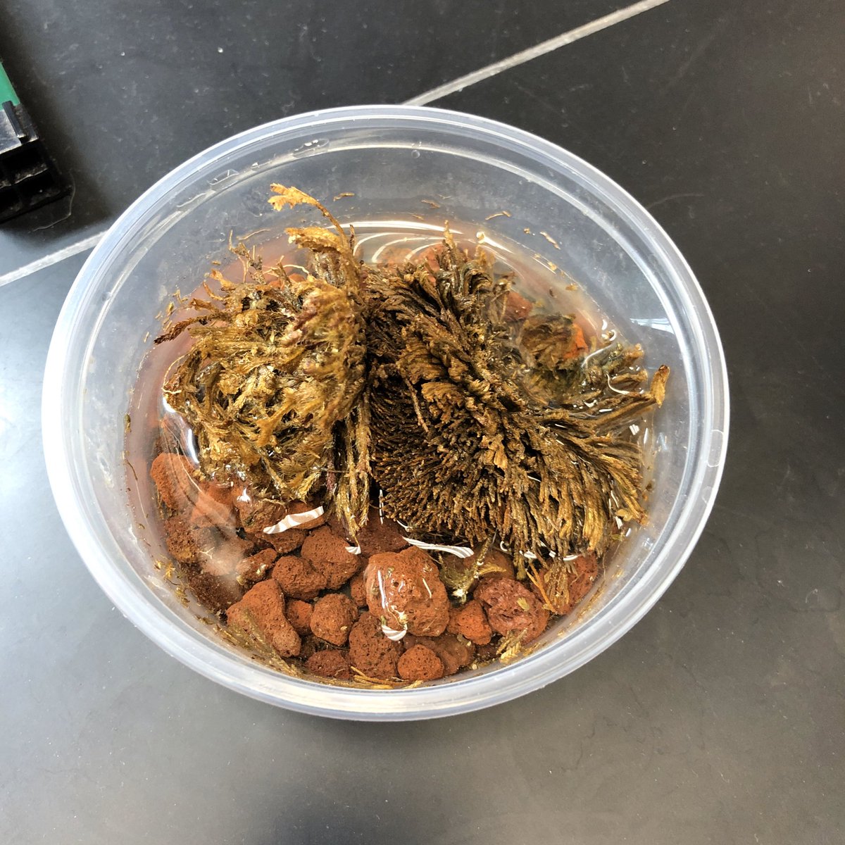 Is it...ALIVE?? Students in Evans’ Bio classes will find out as they learn the characteristics shared by all living things! #KRscience #WeAreKR
