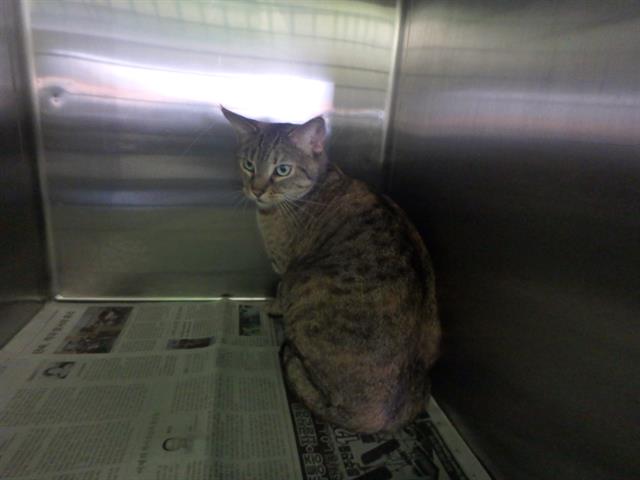 CutePetsLA's tweet photo. HI! My name is Candy and I am an unaltered female, brown tabby Domest… https://t.co/Ch9tybGQx0 https://t.co/T27JOZz58q