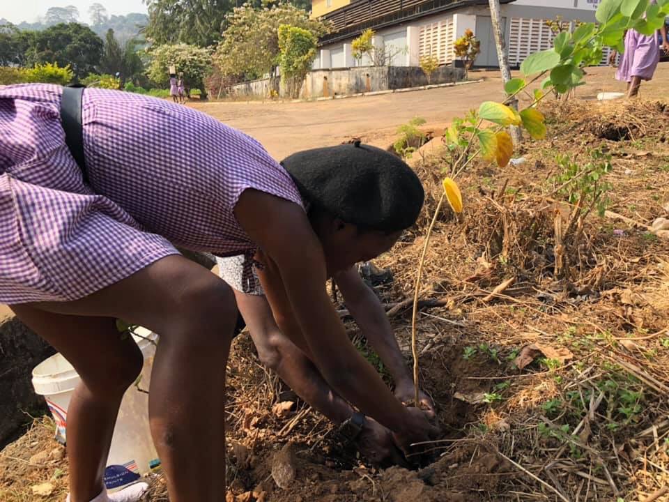 yakisawyerr's tweet photo. 4 schools start our countdown to #1million trees in 2020! 70 trees planted to replace trees from 2019 tree planting drive. The schools are determined to ensure the new trees survive dry season! Main #FreetownTheTreeTown planting will be done at the start of the rainy season. https://t.co/cUCbvhfIEX