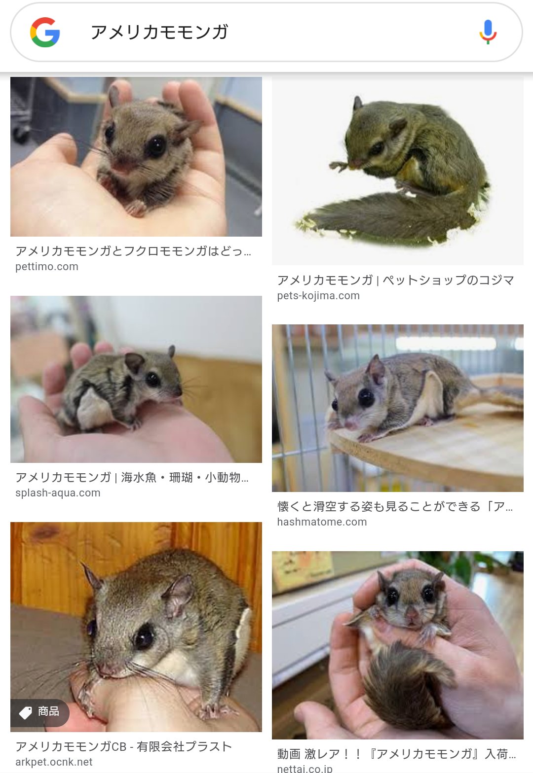 いちご ご近所 電車で数駅 にアメリカモモンガの専門店ができるらしい 個人的ペットにしたいランキングの常に上位にいるアメモモだけど 費用的にもお世話的にもチンチラとどっちかになるよねぇ 見学も予約制で有料だからちょっと見に行くだけも気が