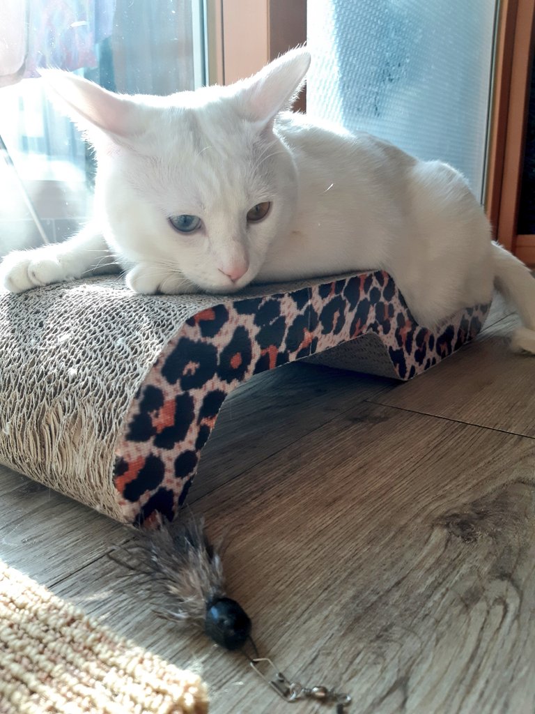 아침 사냥냥의 마징가귀!!!🤗🤗😮