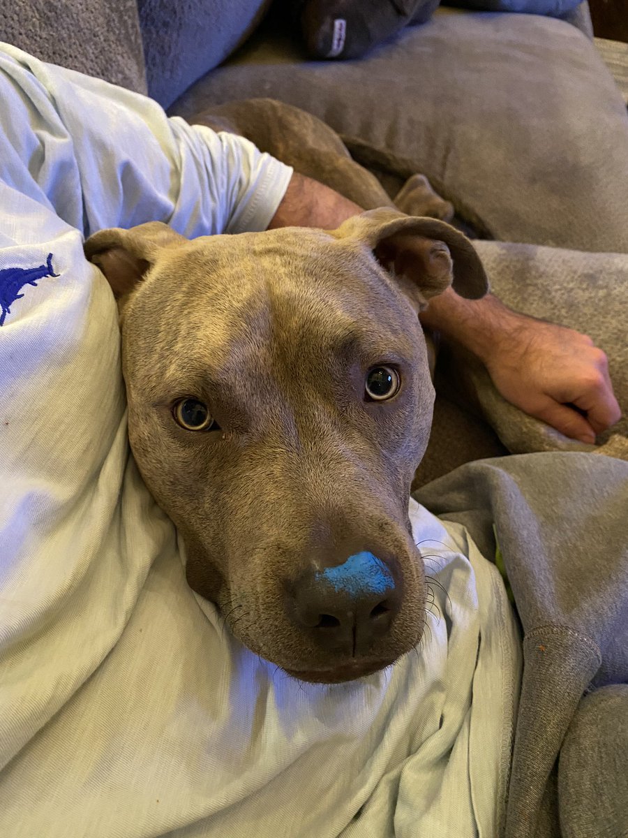 SpaceGirlWendy's tweet photo. Our Blue Nose Pitty. 😂
#pitbulls #rescuepit #pitbulllovers #AdoptDontShop #3paws #3pawedpitty https://t.co/I39U8tbIha