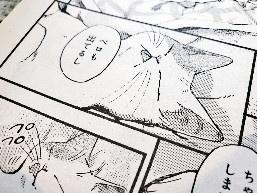 本日17日発売の週刊漫画TIMES(1/31号)に『ねこだまり』掲載です。表紙がねこです。みなさまからご応募頂いた猫ちゃんのお写真もいっぱい載ってます🐈🐈🐈!ご参加ありがとうございました🐈🐈🐈!ベロも出ています。 