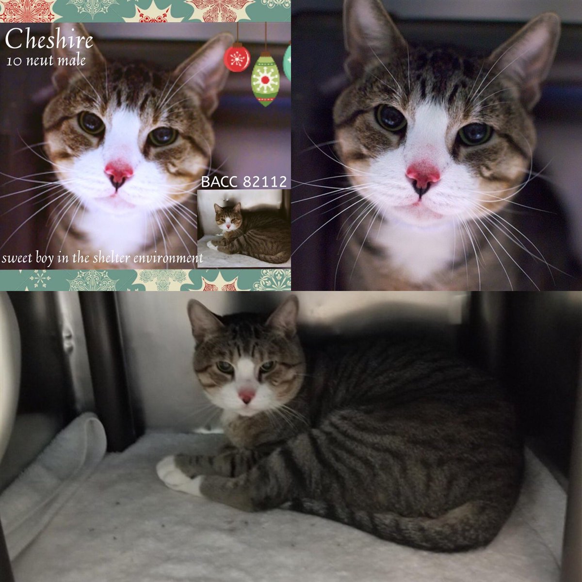 Kimberlykokourt's tweet photo. #MooMoo, and #Cheshire are the beautiful #cats! #Luffy, #Chanel, #Diamond, #Olive, #Lima, #Poppy, #Cesar, #Bugsy, #BabyStarfish, #Gaston, #Skylar, #Tommy and #Bella are the beautiful #dogs and #puppies of the #NYCACC @NYCACC shelter who will be #euthanized on 1-18-2020 at noon! https://t.co/Z2HBHv39xv