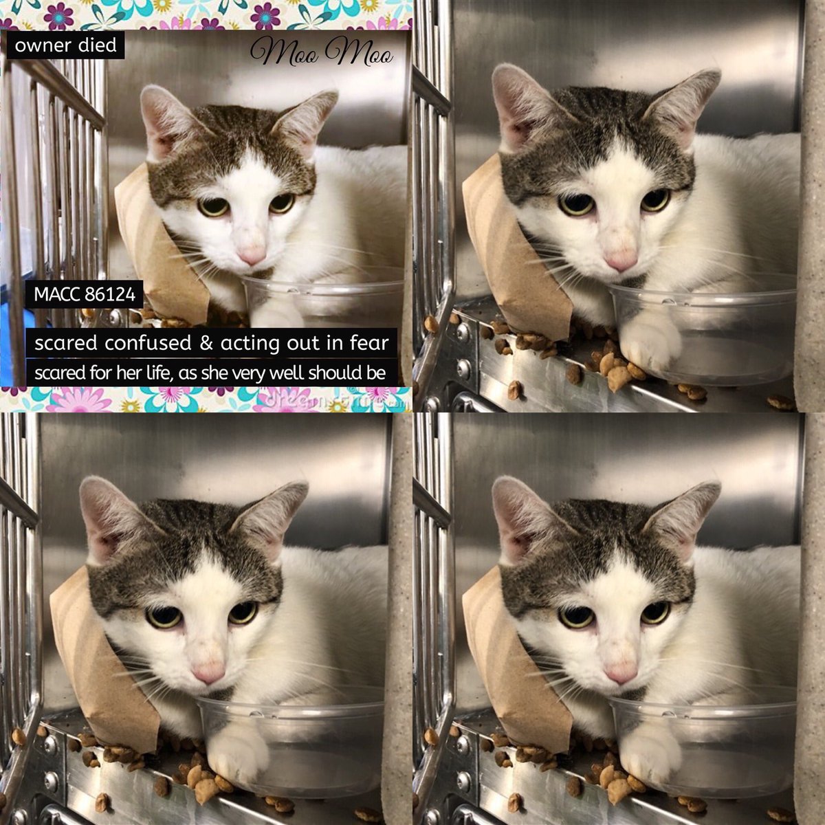 Kimberlykokourt's tweet photo. #MooMoo, and #Cheshire are the beautiful #cats! #Luffy, #Chanel, #Diamond, #Olive, #Lima, #Poppy, #Cesar, #Bugsy, #BabyStarfish, #Gaston, #Skylar, #Tommy and #Bella are the beautiful #dogs and #puppies of the #NYCACC @NYCACC shelter who will be #euthanized on 1-18-2020 at noon! https://t.co/Z2HBHv39xv