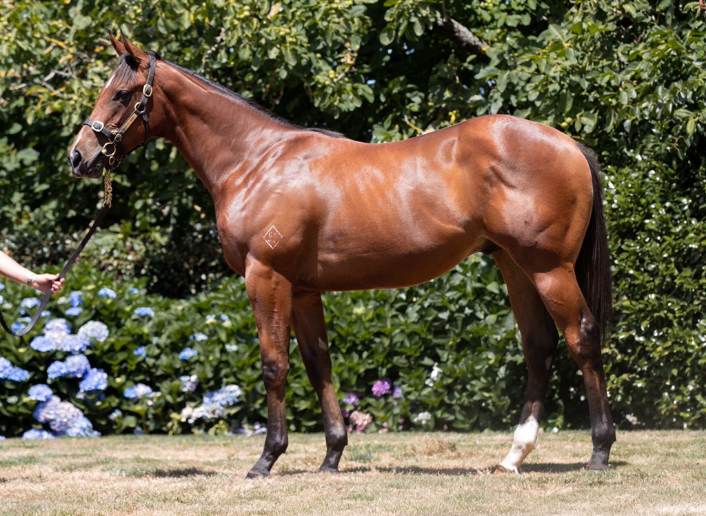 henleypark1's tweet photo. Strong, mature son of Shooting to Win Lot 364. @KarakaChat. #fastgrass Visit us in Barn G https://t.co/5bKwk4GubI