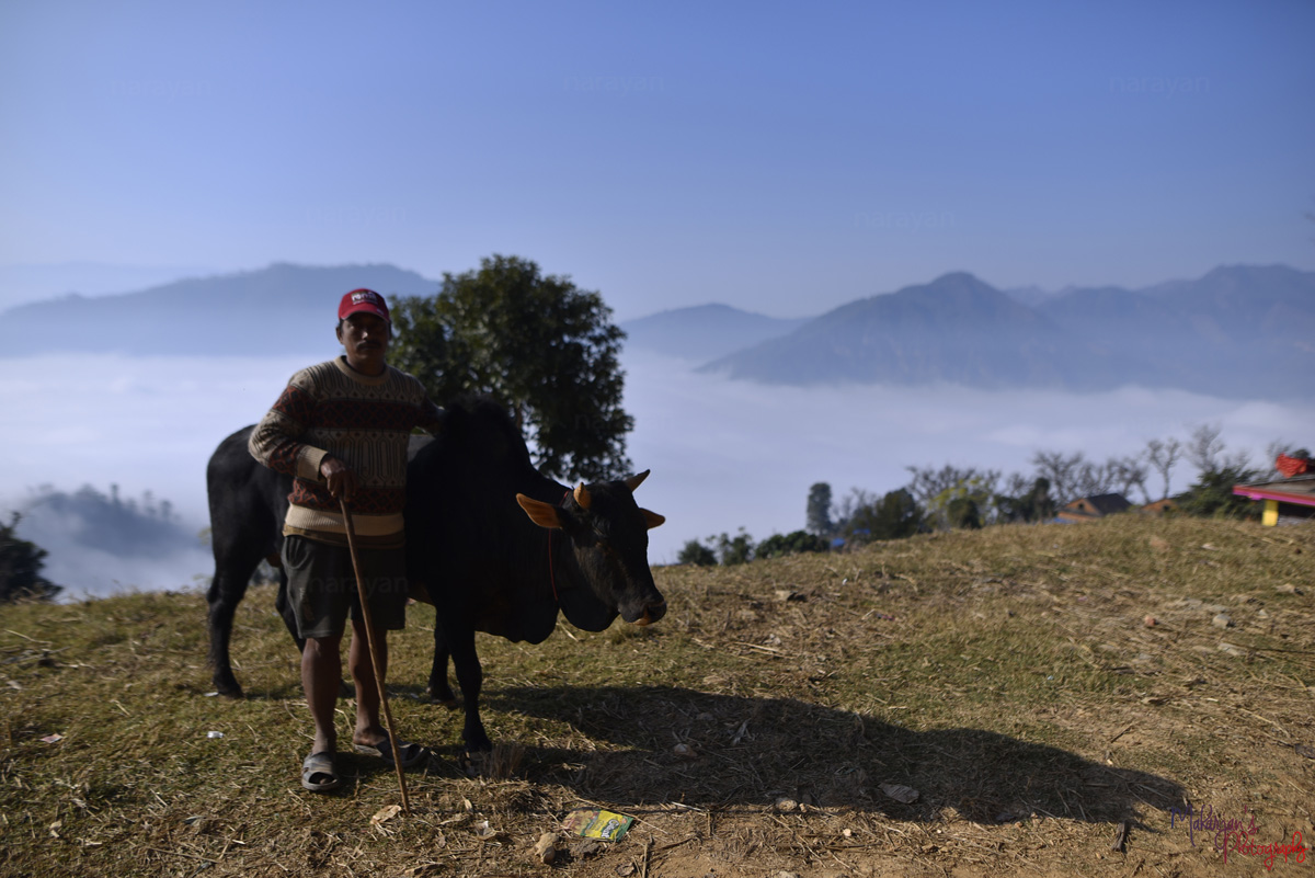 maharjanarayan's tweet photo. Bull fight during the Makar Sankranti or Maghe Sangranti festival at Taruka village, Nuwakot, Nepal. 
#Culture #Festival #Bullfight #Nuwakot #Nepal #India #Bullfight #Bullfighting #Celebration #animals #Maghe #Sangranti #TarukaVillage #Makar #photonepal #bull #VisitNepal2020 https://t.co/qVqDPnipO6
