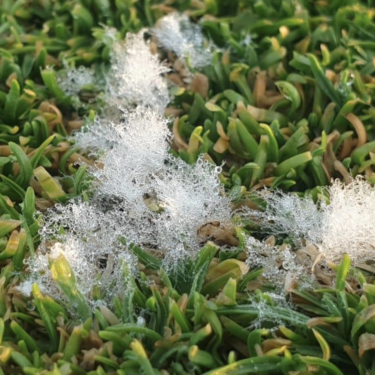 SyngentaTurfSA's tweet photo. Big turf problem on Southern Cape of #SouthAfrica.
Looks like #DollarSpot but more likely #Pythium!!
Treatment - #SubdueMaxx at 4 L/ha
#GolfCourse #TurfDisease https://t.co/niiWg8mKbh
