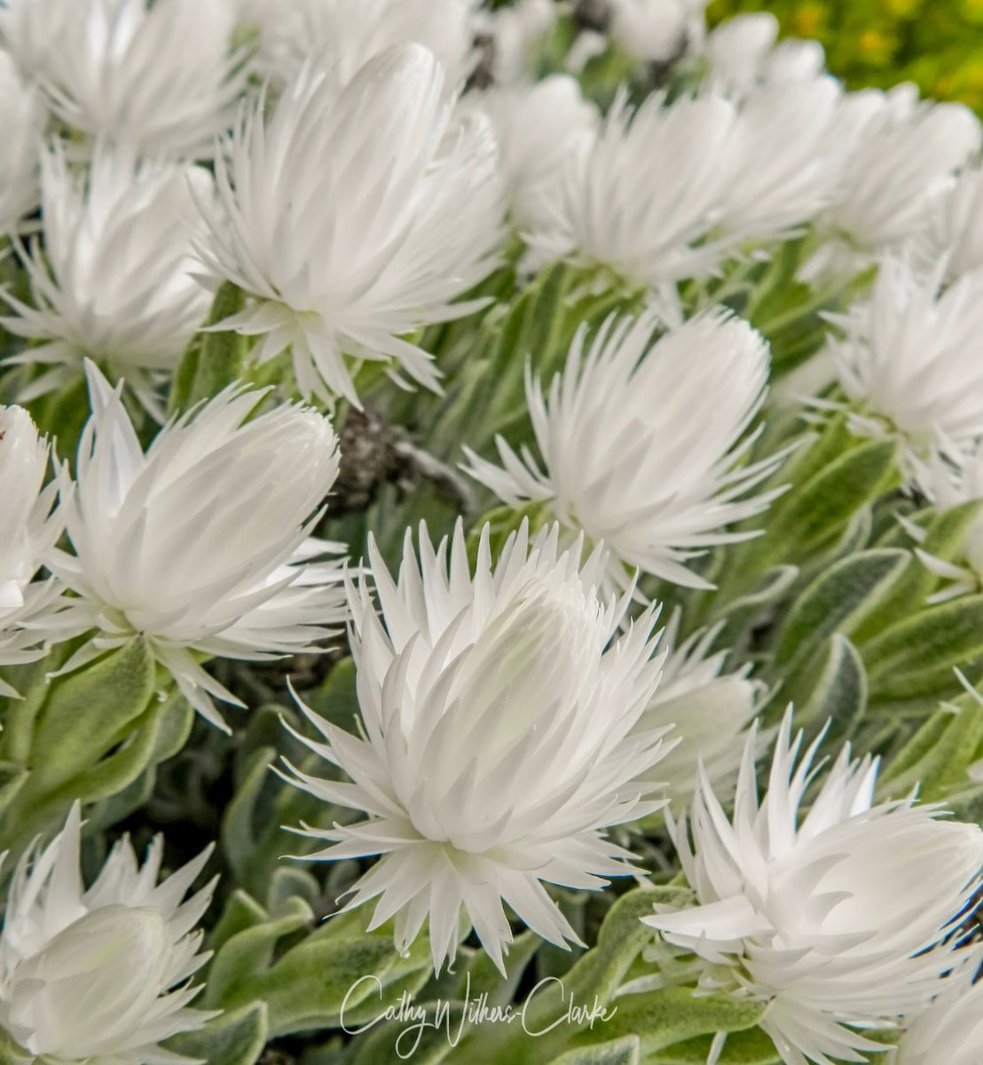 WithersClarke's tweet photo. The beautiful Syncarpha vestita - the summer snow of the Cape !
#lovecapetown #lovesouthafrica #capepoint #sanparks #tablemountainnationalpark #capepointsa #capesnow #flowers #fynbos #flora https://t.co/Dyyg3ZLkuJ