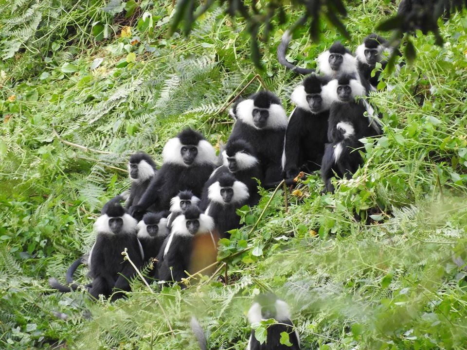 kambogo1's tweet photo. Umuhuro w’inkomo za @NyungwePark mu mwenda w’abacamanza @visitrwanda_now https://t.co/h892yJlX94