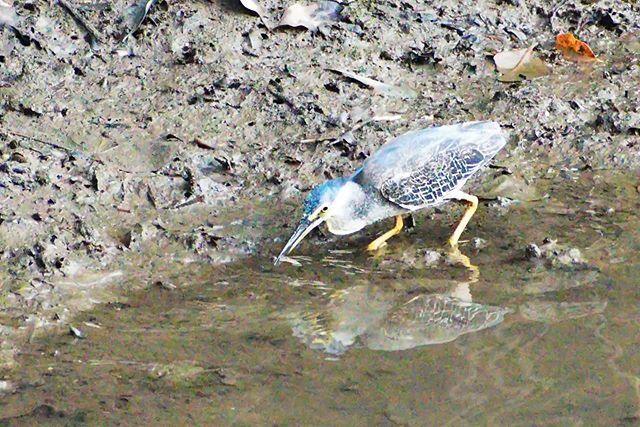 sliquer's tweet photo. Catching lunch
#striatedheron #sungeibuloh #catchinglunch #singaporewildlife #birdwatching #wildlifephotography #ig_singapore #shorefishing https://t.co/RwYi1QXFGk