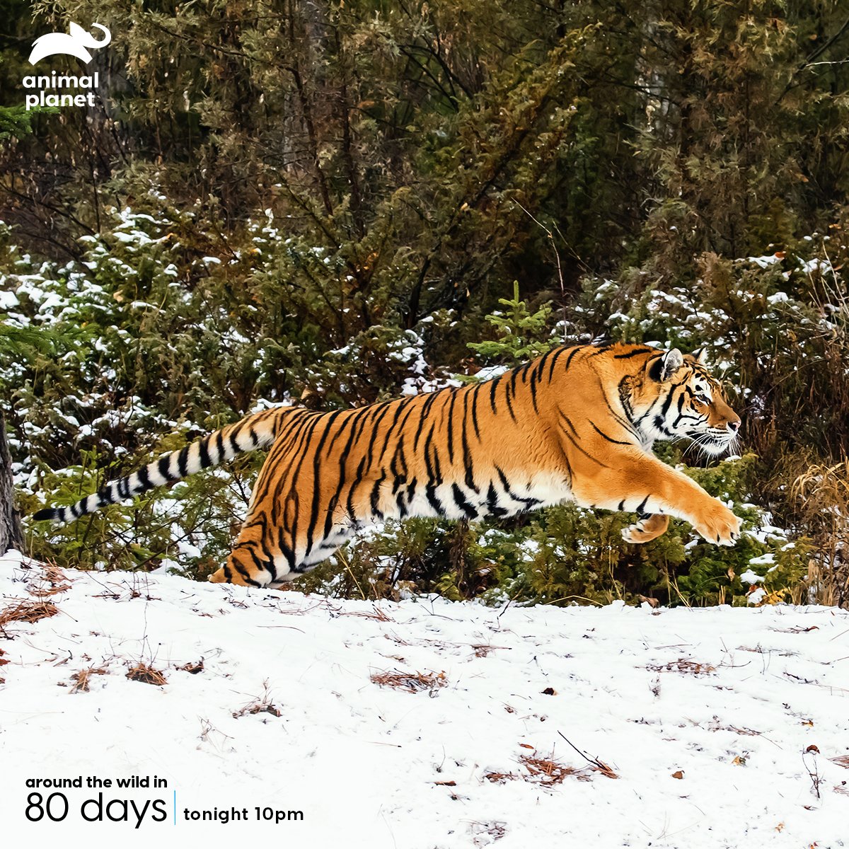 Animal Planet India on Twitter: Animal Planet India on Twitter: