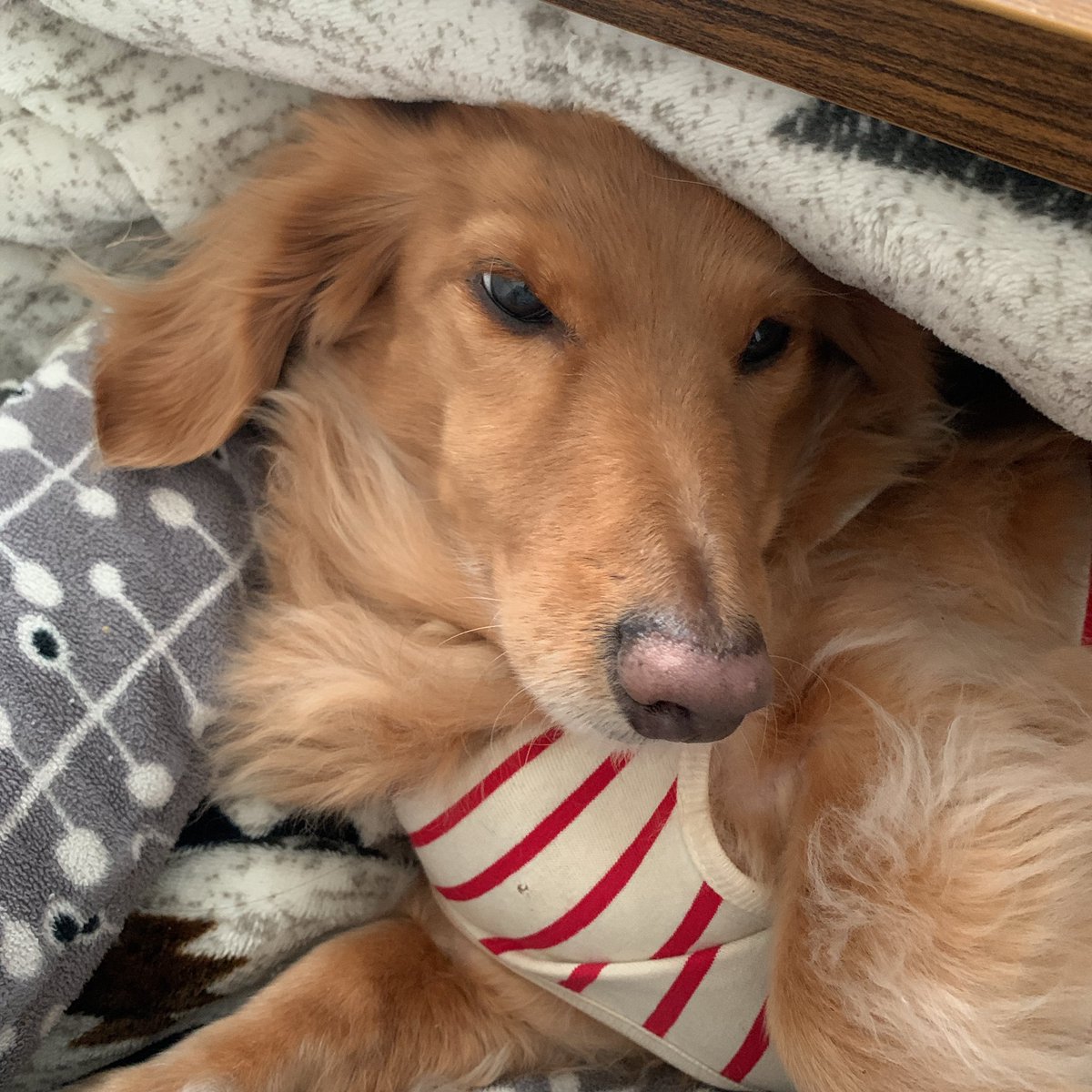 yurarimama's tweet photo. こたつと私に挟まれて眠気限界な犬たんが激かわ…。ウォーキングデッド観ながら癒し(笑)
#TWD #TWD4 🧟♂️🧟♀️
#ウォーキング・デッド
#ウォーキング・デッドシーズン4
#第1話 #嵐の前の静けさ
#シーズン8で離脱
#数年ぶりの見直し https://t.co/RV1zllpWAb