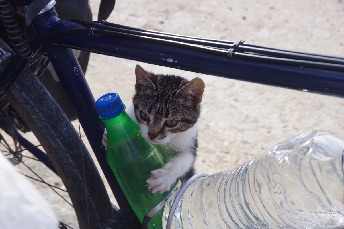 Charlienao0817's tweet photo. 貴重な水を狙う悪魔たち
#自転車 #世界一周 #猫 #ネコ #自転車旅行 https://t.co/cWTK0t851i