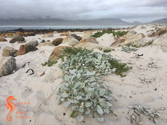 Newsletter: Force 12 learntodivetoday.co.za/blog/2020/01/1…