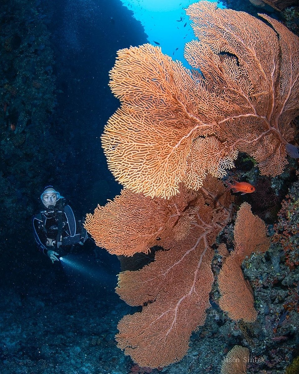 Happy Friday Everyone 😍💙

Reposted from @sun_and_sea_emily Admiring a glorious sea fan in #baaatoll #maldives with @liquidsaltdivers and @aveylamaldives 😍 📸: @jasonsintek