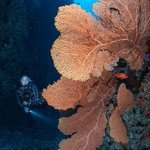 Photo by LiquidSaltDivers (@LiquidSdivers)