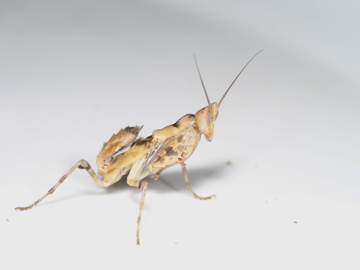 ラオス渡航隔離明けの蟲喰ロトワ むしくろとわ 著書 おいしい昆虫記 Byおいしい昆虫生活 ハナカマキリ科は幼虫が かわいい というのはこういうことか すごいかわいい 首の表情が豊か カマキリの沼が見える カマキリこわい T Co