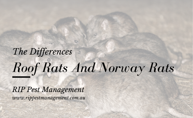 Charlie08566311's tweet image. Roof Rats And Norway Rats: Know The Differences

🌐 bit.ly/2NAQlQ3

#ratpestcontrol #ratcontrolservices #pestcontrol