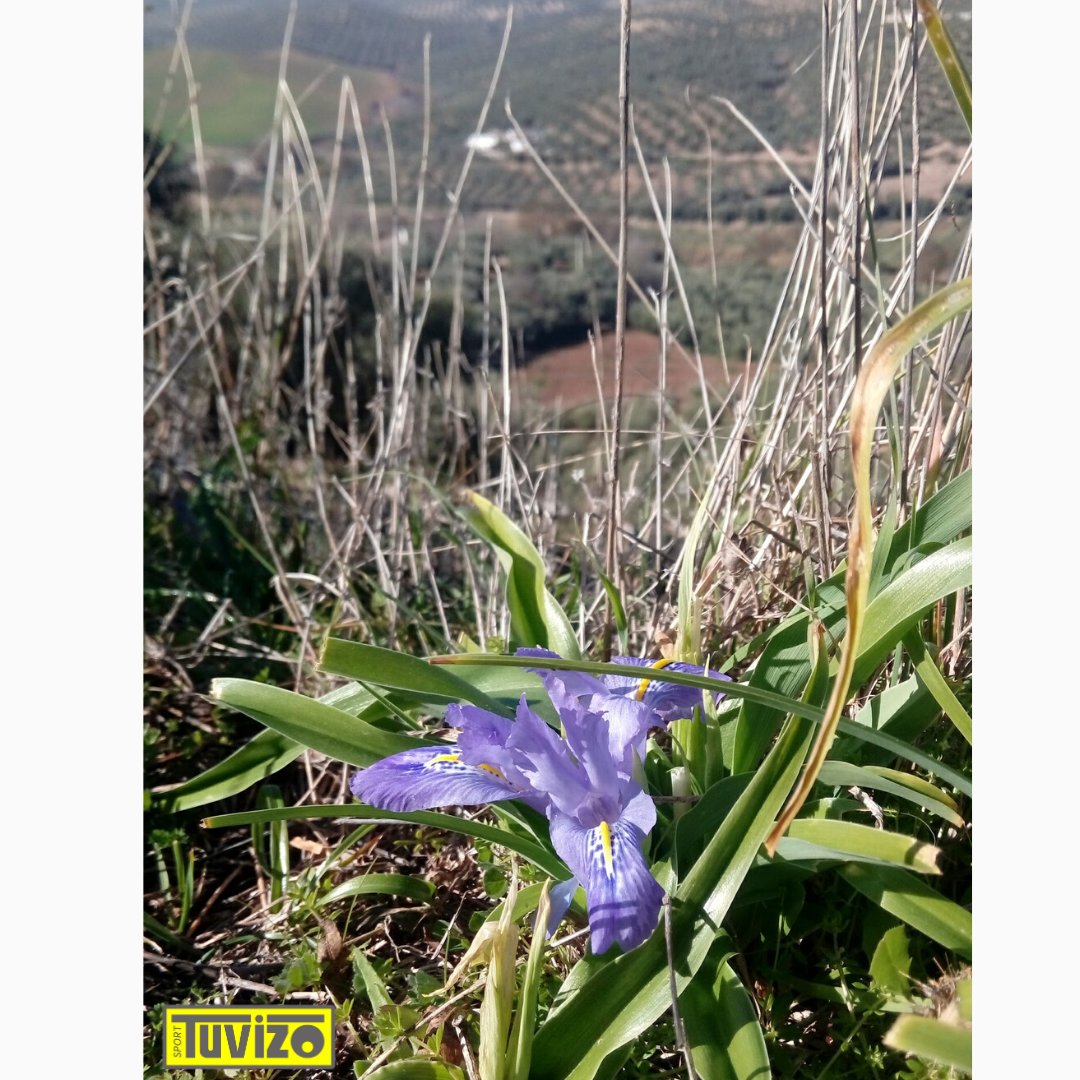 Beautiful irises out all over the place. They will be here for while. Almond blossoms are next! Already the almonds are flowering at the coast which is about 5 degrees warmer than here! Just love them so much. #motivateme #seenonmyrun