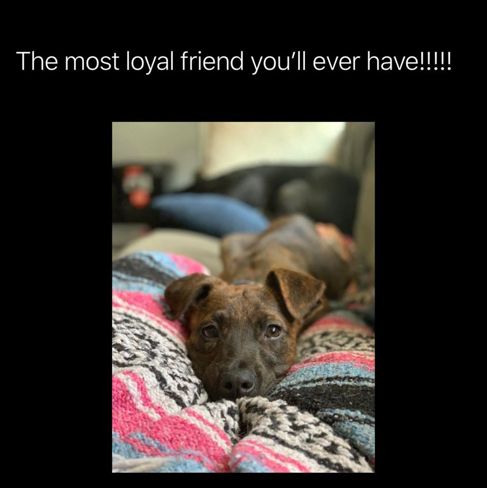 WoofMagazineNE's tweet photo. #BFF's for life

We’re having fun over here —->@WoofMagazineofficial
#WoofWorthy #WoofMagazineNE #Pets #ProjectPawsitive #ilovemydog #doglover #love #shelterdog #dogsrule https://t.co/t6qG3bIOlN