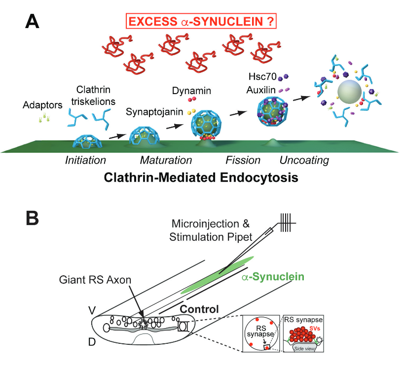 The Science of Parkinson's tweet media