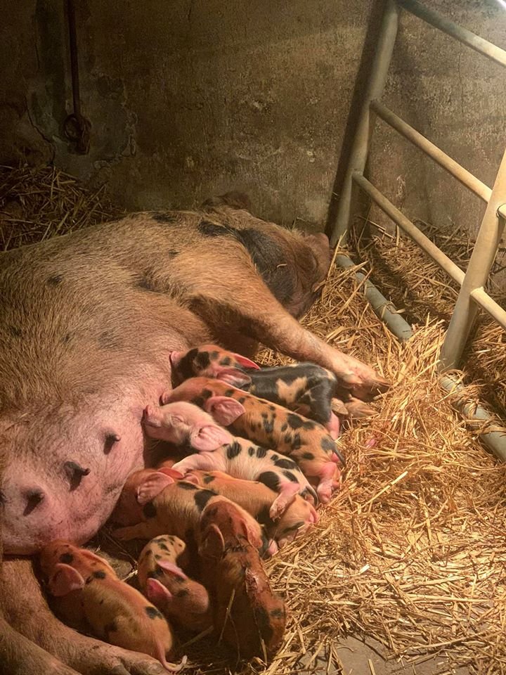 #OSBPG PIG  FACT  FRIDAY 
Between 9 &amp; 11 ltrs of milk per day is produced from the sow as the peak daily milk yield is reached at around 21 days.  <a href="/RealBrynEvans/">Bryn Evans</a> sow Annie only knows too well how demanding the little ones can be! <a href="/pighealthuk/">Pig Health UK</a> <a href="/BictonHomeFarm/">Bicton College Farm</a> <a href="/WheatleyPkFarm/">Kim Brook</a>