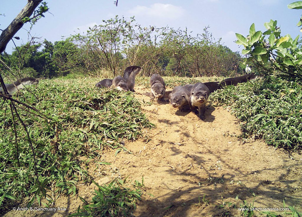 Smooth-coated #otters caught by a camera trap emerging from their den along the Cauvery for the Nityata River Otter Conservancy. Nityata studies otters and threats along the non-protected stretches of the Cauvery to plan &amp; execute a long-term conservation programme with locals.