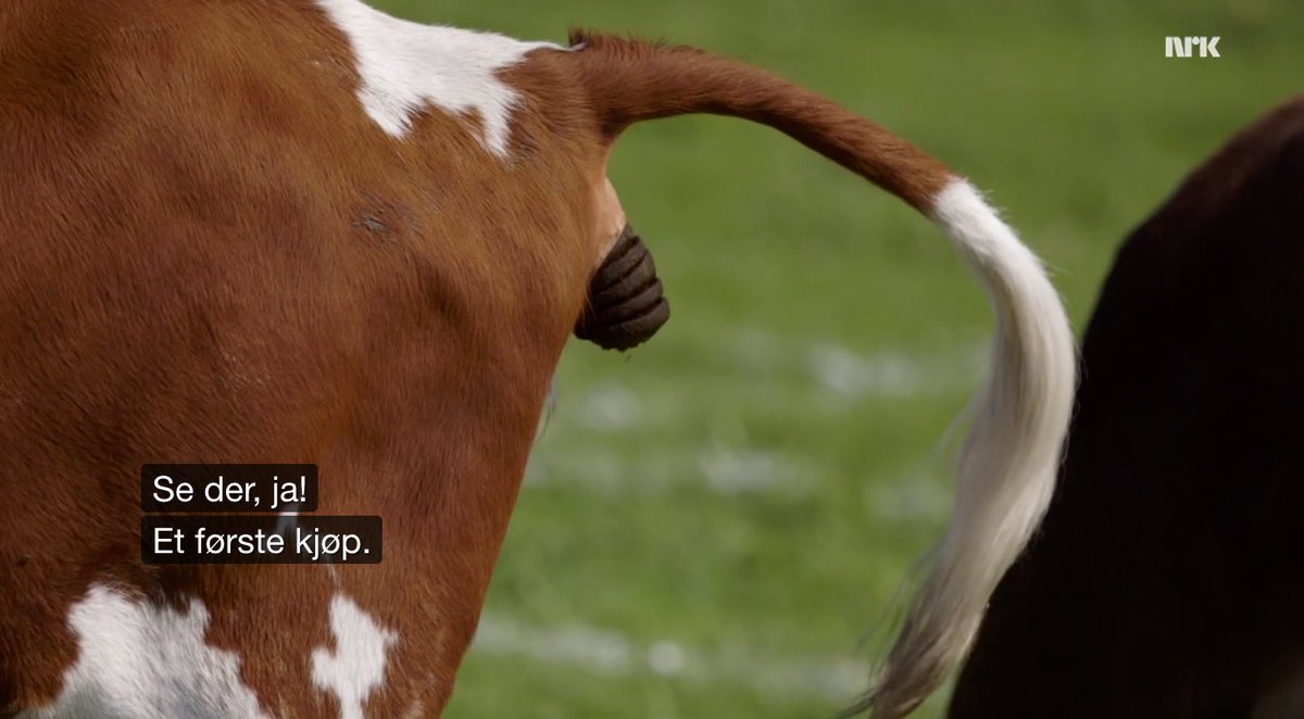This is hilarious. A Norwegian TV programme pitted some professional stock-pickers against an astrologist, some beauty bloggers and - i kid you not - cows shitting in a field. (short thread).
