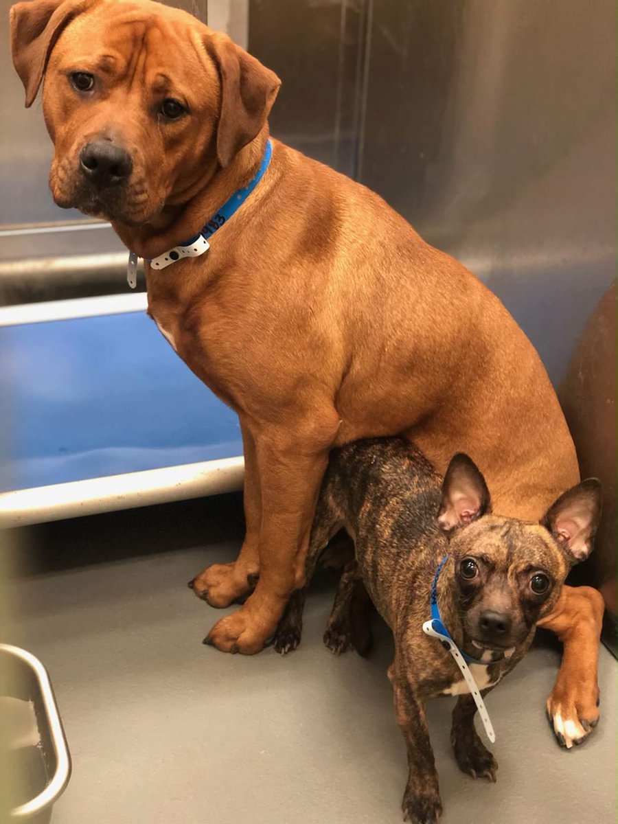 Memphis Pets Alive! tweet media