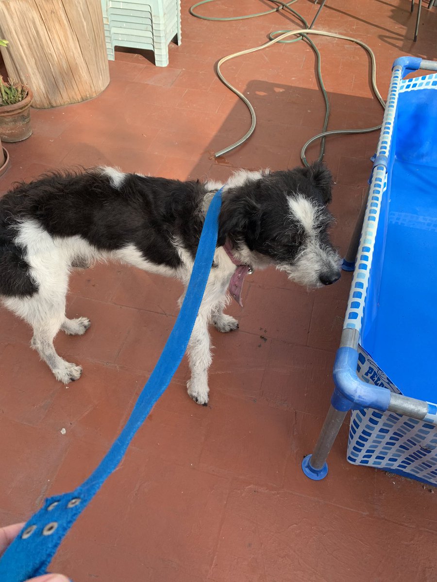PabloGorlero's tweet photo. Seguimos buscando familia para este bombón. Manso, cariñoso y sano. Tendrá unos cinco años. X favor ayúdame a difundir. https://t.co/L7Yng8KKTk