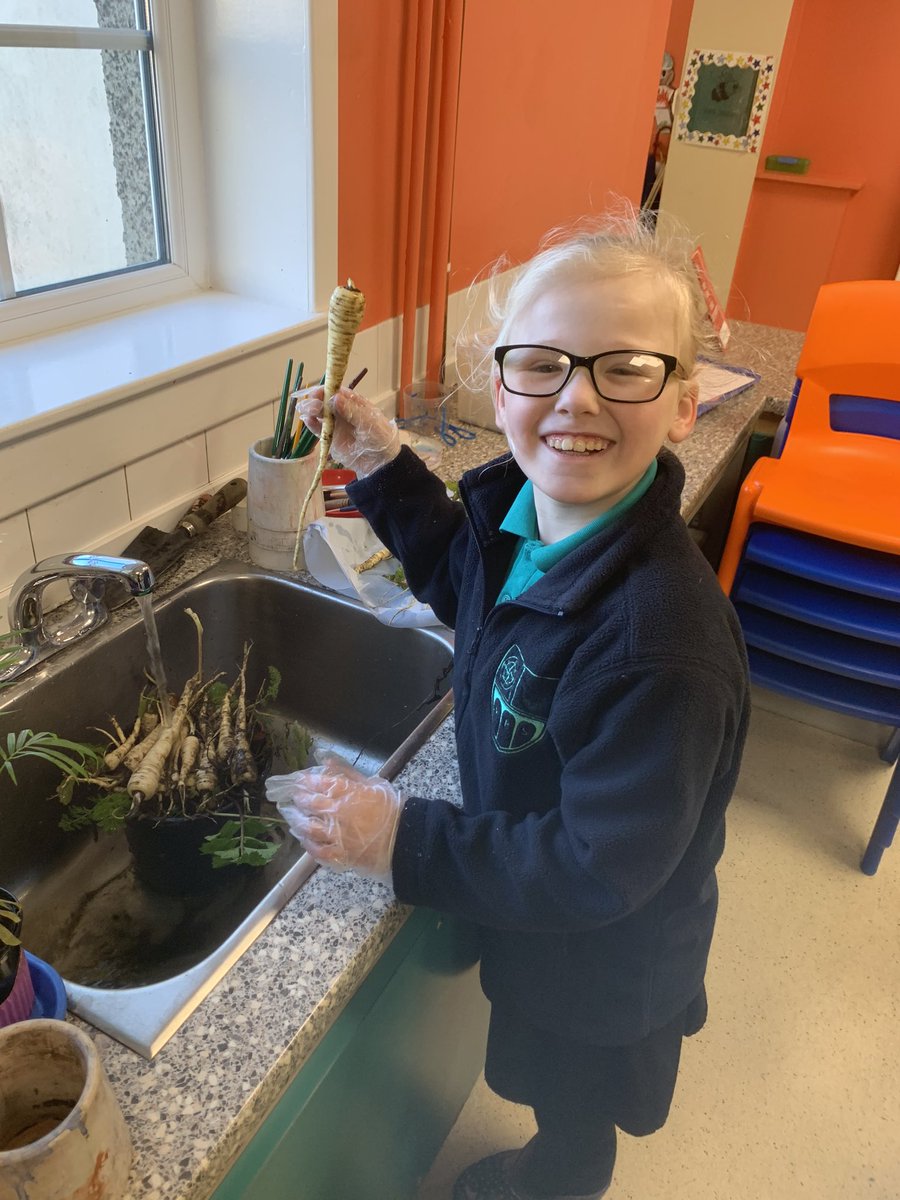 WestfieldPSc's tweet photo. Look at the amazing parsnips we have been growing in our school garden! @EcoSchoolsScot #topofthecrops https://t.co/DsiEtGnwrn