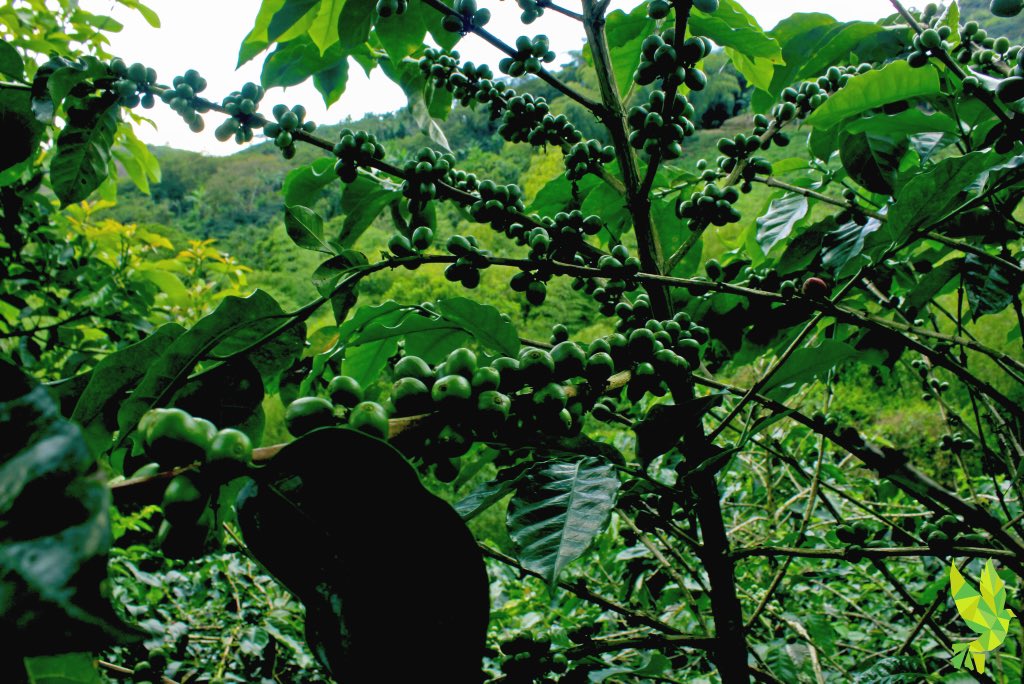 PeaceFarmCoffee's tweet photo. The coffee sector now stands at a crossroads. Consumers as well as producers want change. More transparency and fairness along the value chain of coffee is needed as the way to tackle the sustainability crisis. Join our conversations. 
⁣
#SustainableCoffee #SpecialtyCoffee #cafe https://t.co/TtjSSAlafP