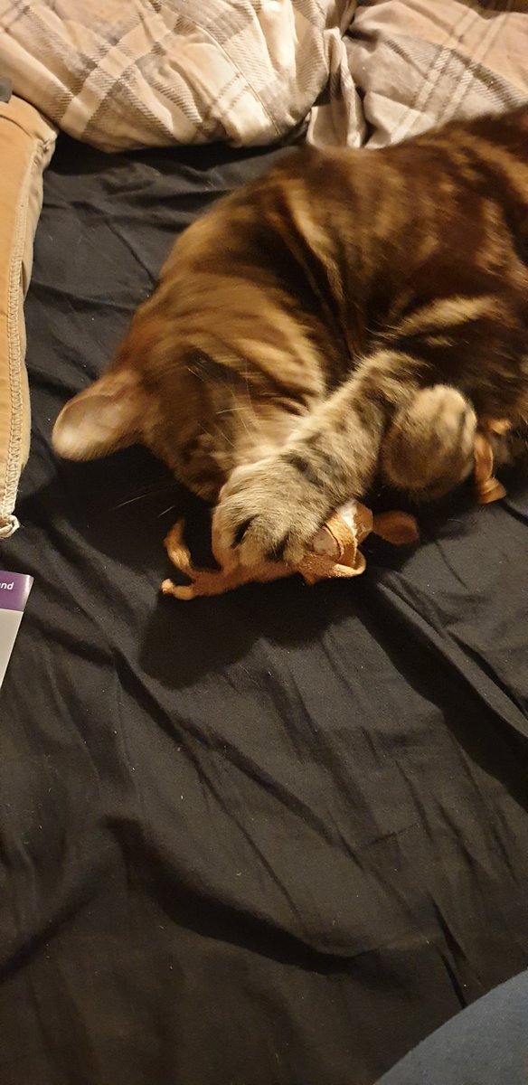Maryanne_Letham's tweet photo. @CatHampurr Loki loving his ping pong spider, and fish https://t.co/FdzJM8O1GK
