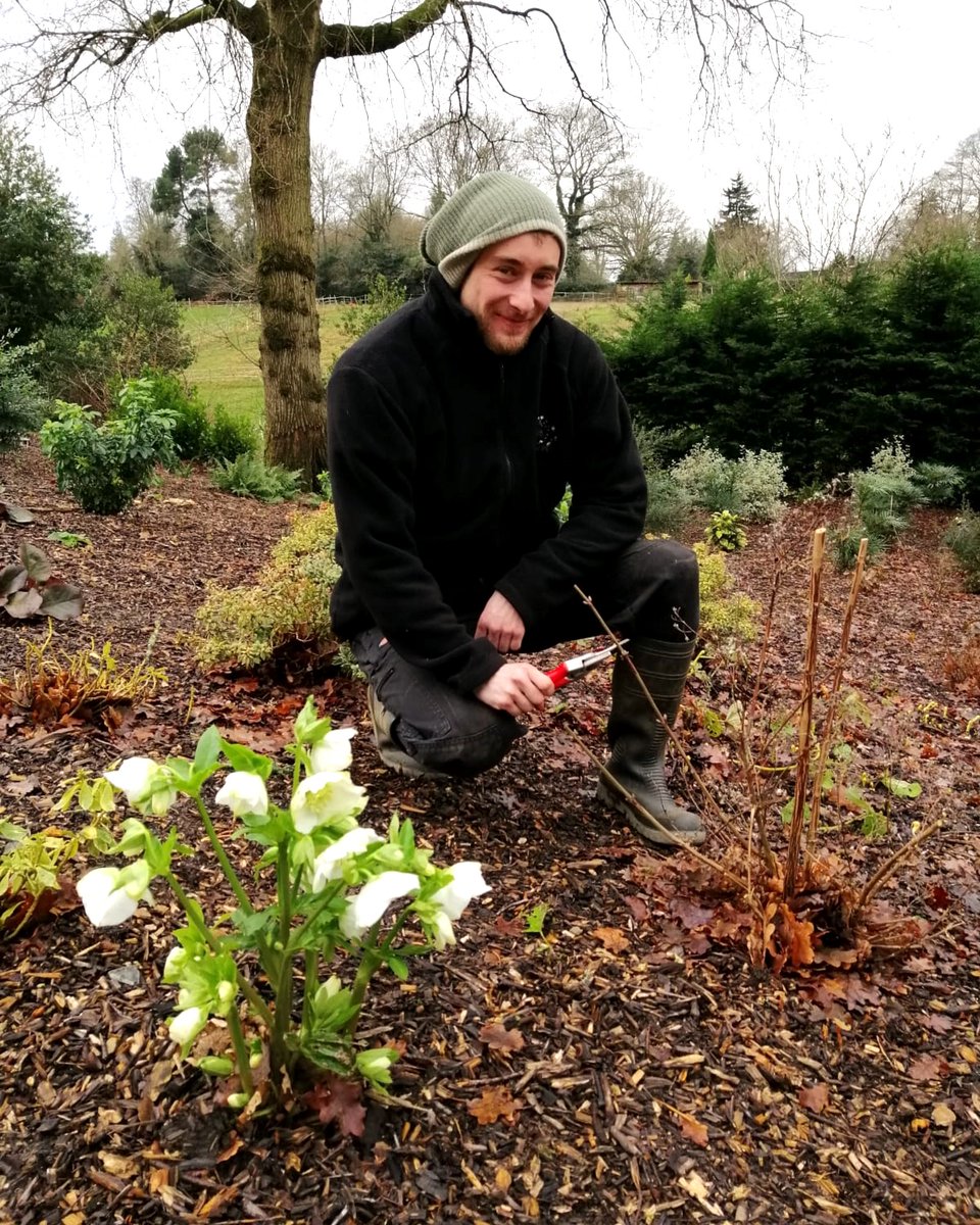 Oliver from the Transform Maintenance Team carefully removing dead leaves from a stunning Helleborus niger (Christmas rose)

#wintergarden #hellibore #gardenmaintenance #surreygarden #garden #gardening