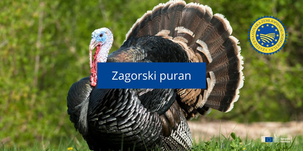 EK_Hrvatska's tweet photo. Naš zagorski puran ponosan je nosioc zaštićene oznake zemljopisnog podrijetla. 🌿✅ #EUquality #ThisIsTheEU @EUAgri #EU_GI https://t.co/4Rziol6Aka