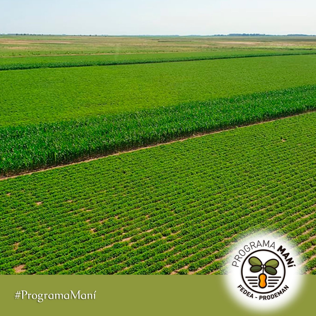 fedeaagro's tweet photo. Este es el estado de desarrollo del cultivo de maní en toda nuestra zona 💪🏽
Súmate a nuestro programa 📢
👇🏼
Acércate a Fedea, nuestros ingenieros pueden asesorarte
#mani #fedeaprodeman #desarrollo #oportunidad #programamani https://t.co/mpgZkIZqwJ