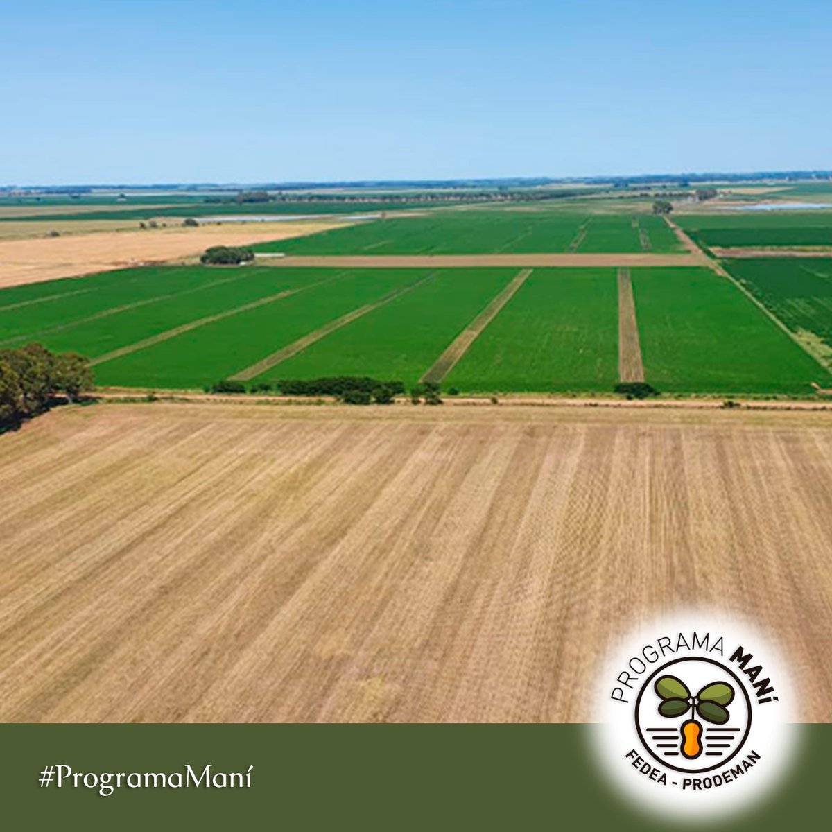 fedeaagro's tweet photo. Este es el estado de desarrollo del cultivo de maní en toda nuestra zona 💪🏽
Súmate a nuestro programa 📢
👇🏼
Acércate a Fedea, nuestros ingenieros pueden asesorarte
#mani #fedeaprodeman #desarrollo #oportunidad #programamani https://t.co/mpgZkIZqwJ