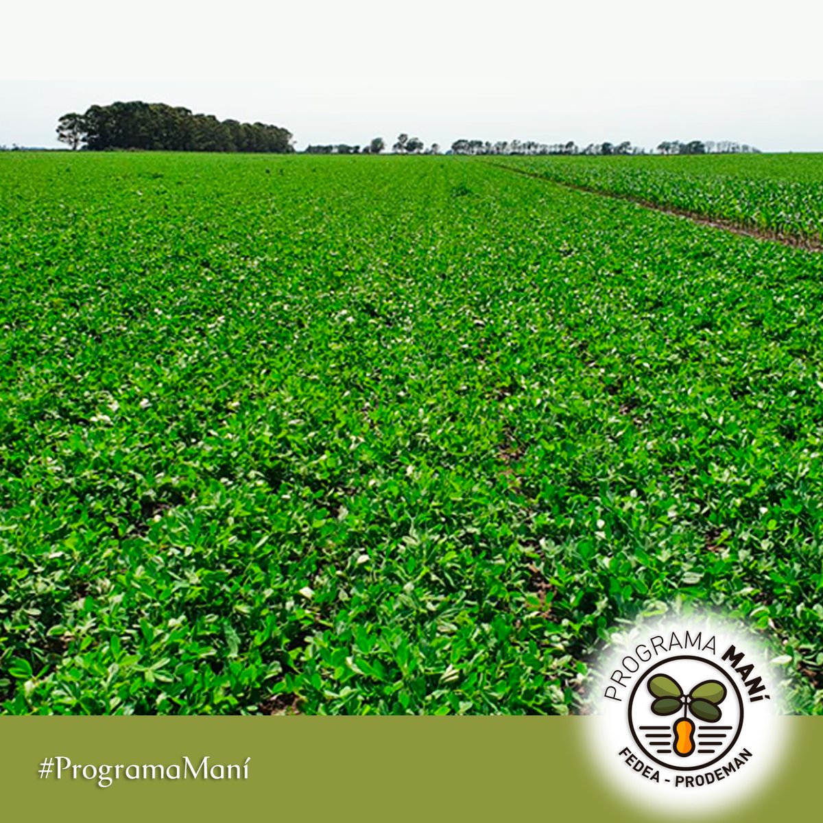 fedeaagro's tweet photo. Este es el estado de desarrollo del cultivo de maní en toda nuestra zona 💪🏽
Súmate a nuestro programa 📢
👇🏼
Acércate a Fedea, nuestros ingenieros pueden asesorarte
#mani #fedeaprodeman #desarrollo #oportunidad #programamani https://t.co/mpgZkIZqwJ