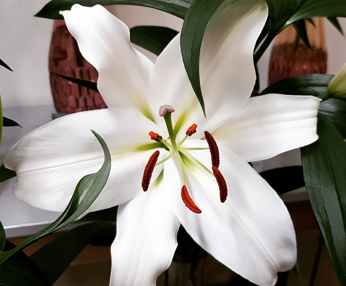 Zambesi 😍🤩 #lelies #flowertale #whiteflower #Gentily #gorgeouslilies #truegentlemanservice  #flowers🌸