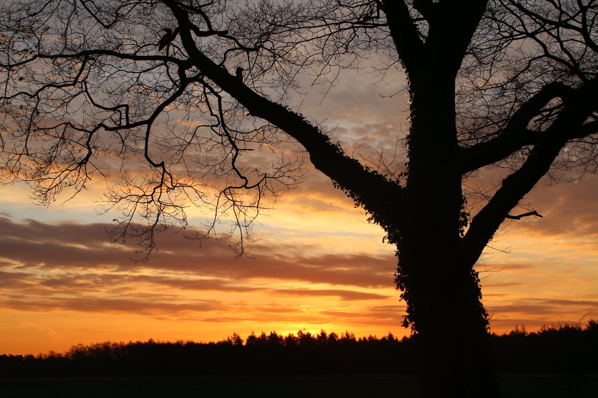 RokesErf's tweet photo. Al jaren waakt deze oude reus over het landschap met zonsopkomst...
Eerst de woestenij, daarna de heide, toen de ontginning, vervolgens de groene weides met koeien, een aantal jaren geleden de wegaanleg met auto's....
Zeg het maar lieve boom, wat vind je er van? #boerennatuur https://t.co/UxROCbT87F