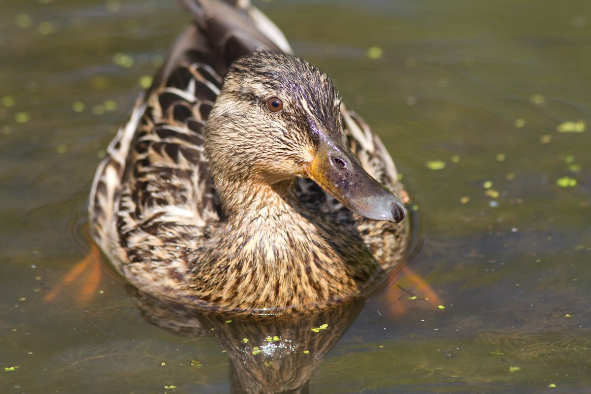 Onze wilde eend verdwijnt langzaamaan. Ze zijn er altijd en overal, zodat we ze voor lief nemen en niet meer waarderen. Maar we zouden we ze missen. 🦆💔
Daarom is 2020 Jaar van de Wilde Eend: we kunnen helpen als we weten wat er loos is: vogelbescherming.nl/actueel/berich… #vogelvandedag