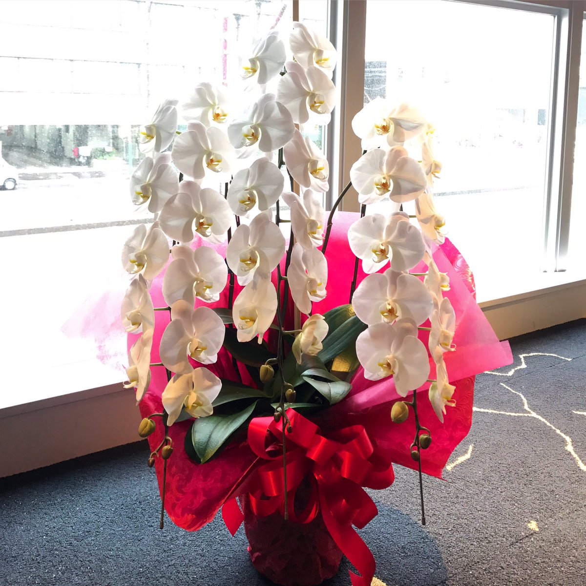ট ইট র Florist花秀 ホテルの開業お祝いに胡蝶蘭をお届けいたしました ご注文ありがとうございました 大田区 蒲田 蒲田花屋 花屋 京急蒲田 花秀 ハナヒデ 東邦医大通り 胡蝶蘭