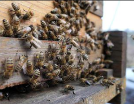 HiveBook's tweet photo. An unlikely bee colony was set up on this urban shopping centre roof in Peterborough in 2015.
Each hive can hold 12,000 females during the winter, with 60,000 worker bees in each of them by August.
Well done to Bee Keeper Mr Arnold 👏
#HIVEBOOK #BeeBehaviour https://t.co/guRiV0wIP5