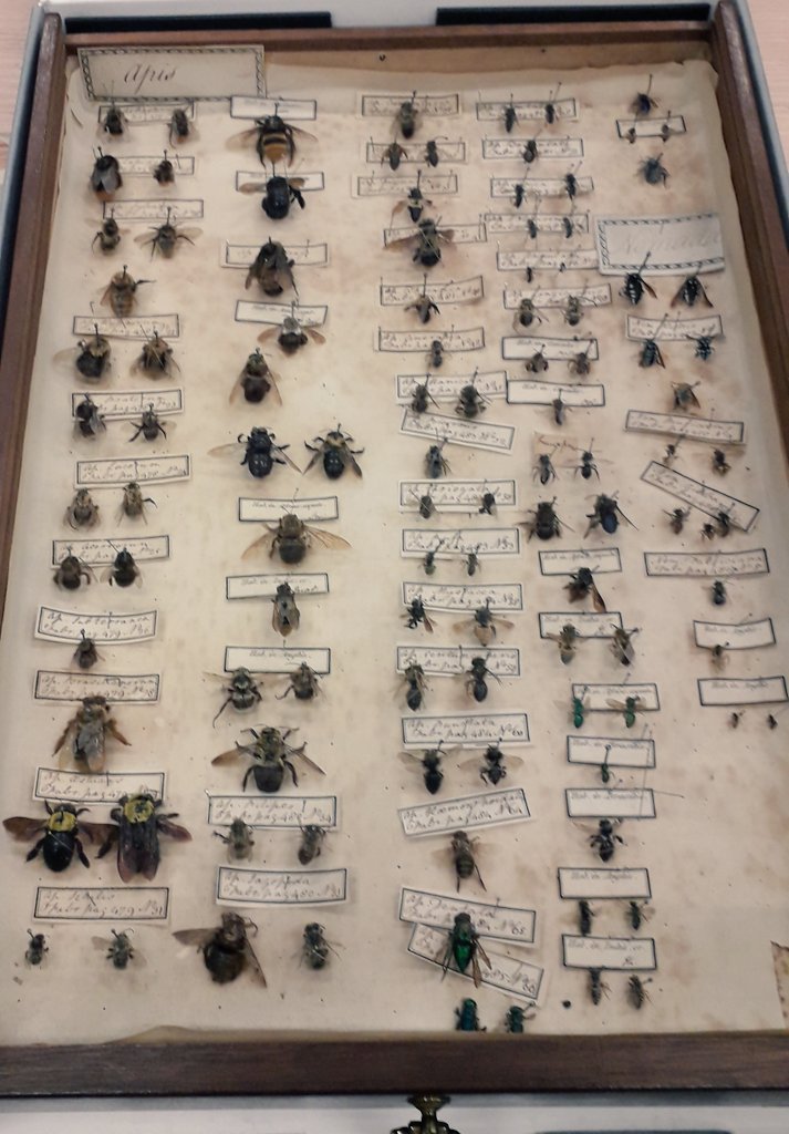 #SeduceSomeoneInFourWords Entomological style 'show you my drawers?'