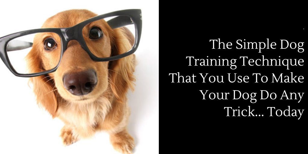 OutdoorSmarter's tweet photo. Your dog doesn’t listen to you!
Your Dog is aggressive!
Your Dog is Jumping up!
Click The Link Below To Discover How To Eliminate Bad Behaviors👉 https://t.co/bnfWkCQhTW

🦮🦮🦮🦮🦮🦮
#doglovers #PuppiesVideos @DogLoversTweet @Donna_West #dogsbehavingverybadly #dogtraining https://t.co/reF6676LoM