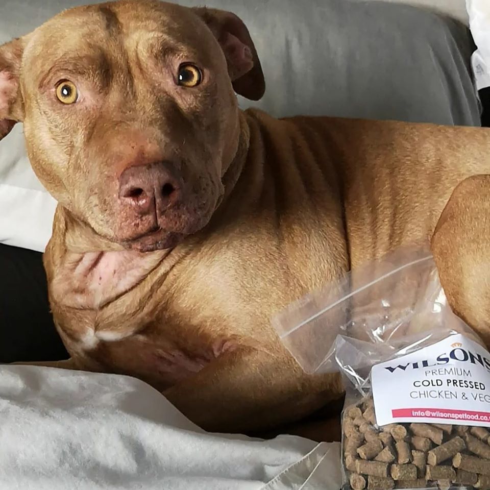 "Today I received my free sample of Wilsons Pet Food! I (Pheobe) had a little try and it was scrummy! Georgie also had a bit too and wolfed it down!" - Pheobe's Adventures, FB

Try a free sample today of our Cold Pressed #dogfood (just pay £2.50 P&amp;P) - ow.ly/ugfR50xVUkZ