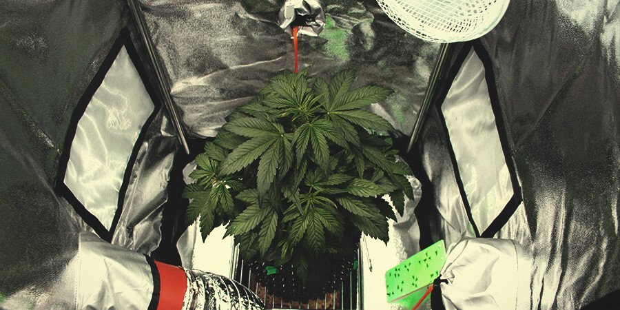 royalqueenseeds's tweet photo. The Wonders Of #MicroGrowing - High Quality Cannabis In Tiny Spaces
https://t.co/aL0aGdvSeh https://t.co/ZSqCmcLO6A