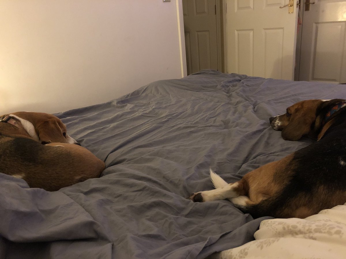 thebeaglelady's tweet photo. What are the pro’s and con’s of allowing your beagle to sleep in your room or on your bed with you? Really interested in hearing your replies. #beagle #beagles #beaglelife https://t.co/z1x230RNJB
